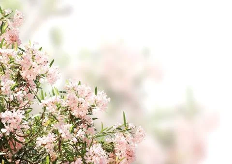Pink flowers Stock Illustration