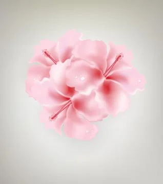 Pink Flowers Stock Illustration