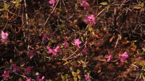 Pink flowers the Labrador tea Stock Footage 59145853