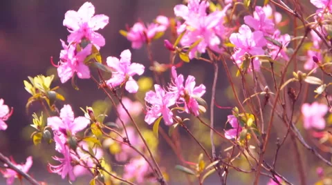 Pink flowers the Labrador tea Stock Footage 59298751
