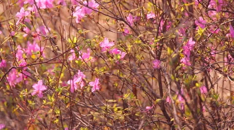 Pink flowers the Labrador tea Stock Footage 59299005