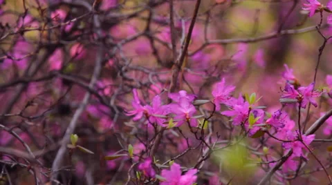 Pink flowers the Labrador tea Stock Footage 59299677