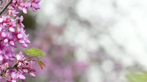Pink flowers on the left Stock Footage 21892874