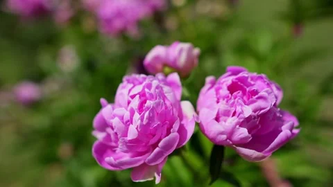 Pink flowers in macro 4K 動画素材 196281317