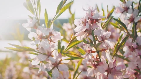 Pink flowers on a macro branch Stockbeeldmateriaal 203652489