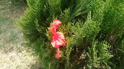 Pink flowers macro footage with slow motion Stock Footage
