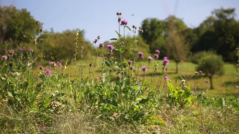 Pink flowers in a meadow 2 Stock Footage 116241345