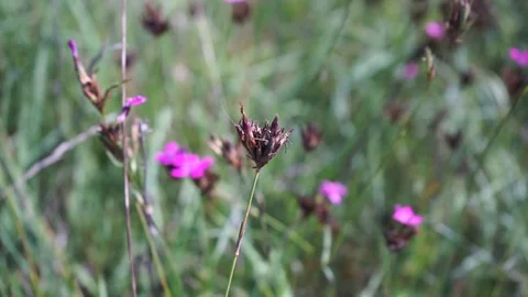 Pink flowers in a meadow close up Stock Footage 116241069