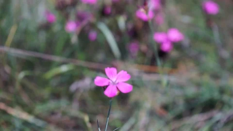 Pink flowers in a meadow Stock Footage 115769525