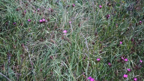 Pink flowers in a meadow Stock Footage 116246308