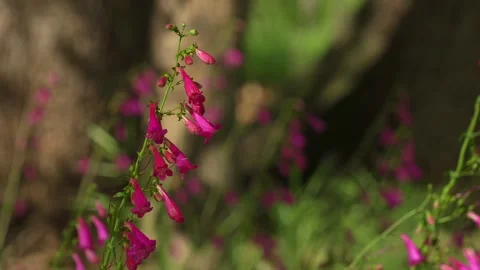 Pink flowers in a meadow Stock Footage 276239448