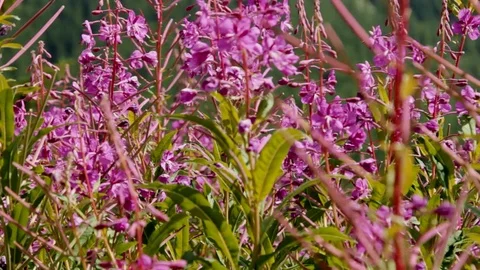 Pink flowers in a mountain scene Stock Footage 74760965