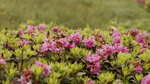 Pink flowers in the mountains during a cloudy day Stock Footage 165746313