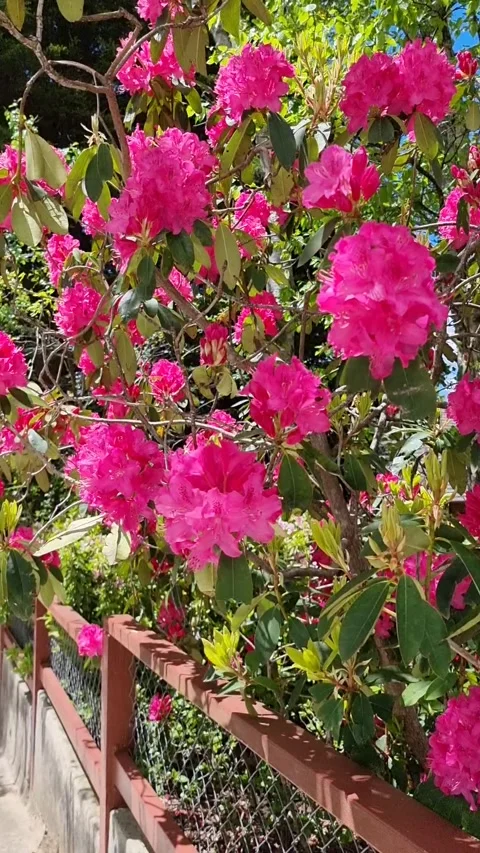 Pink Flowers Moving in the Wind Stock Footage 249437332