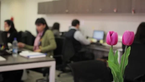 Pink flowers in office Stock Footage 77046606