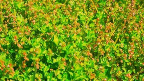 Pink flowers outdoors Stock Footage 129897805