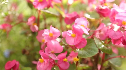 Pink Flowers Outside Stock Footage 60052844