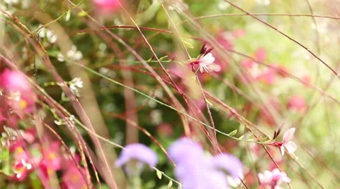 Pink Flowers Outside Slider Stock Footage 60106074