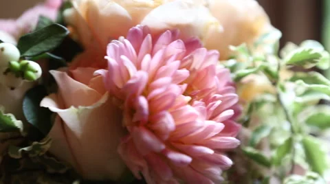 Pink Flowers Pan Stock Footage 60104700