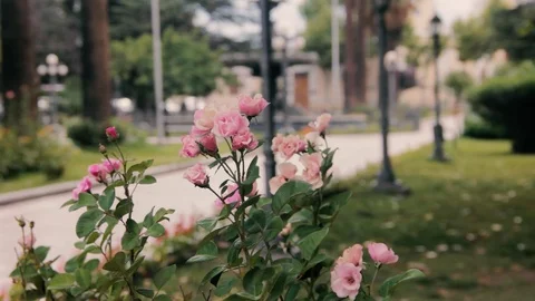 Pink Flowers in the Park Stock Footage 99980068
