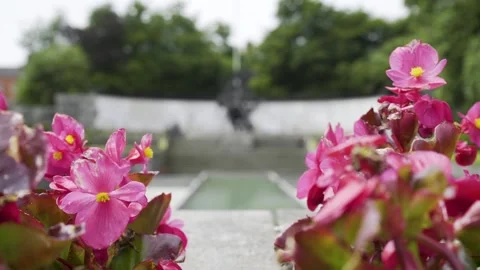 Pink flowers in park Stock Footage 133362040