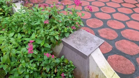 Pink flowers by patterned garden pathway Video stock 338040844