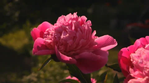Pink flowers peonies Stock Footage 25242829