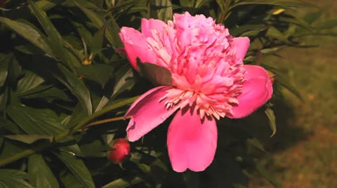 Pink flowers peonies Stock-Footage 25242864