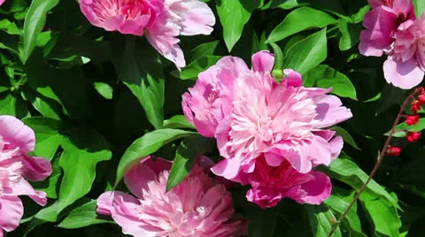 Pink flowers of peony Stock Footage 24796739