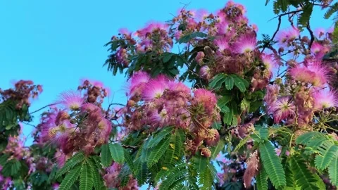Pink flowers of Persian silk tree Stock Footage 336922367