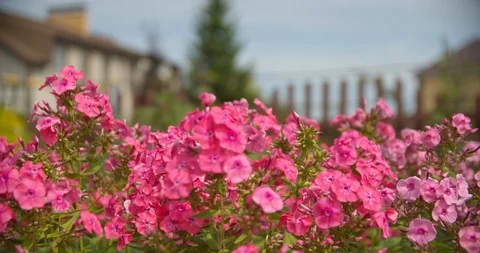 Pink flowers phlox Stock Footage 112950279