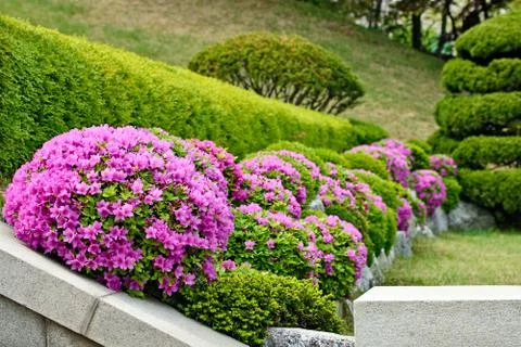 Pink flowers Stock Photos
