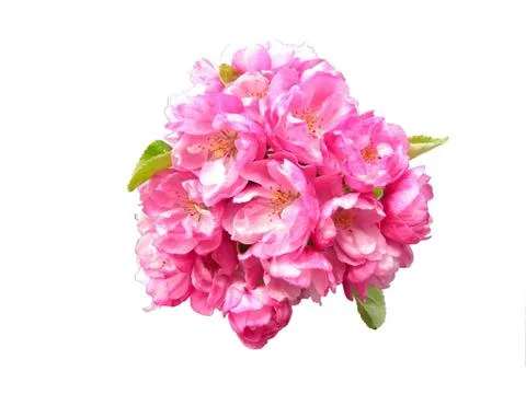 Pink flowers Stock Photos