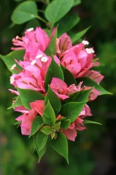 Pink flowers Stock Photos