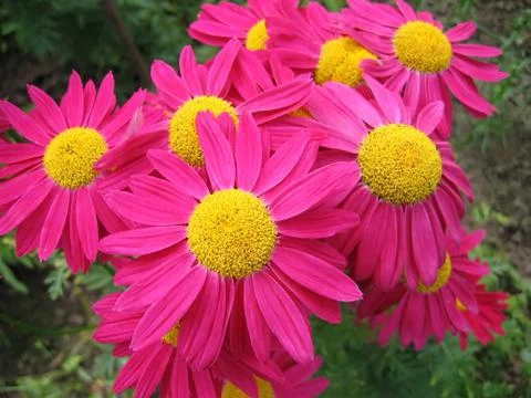 Pink flowers Stock Photos