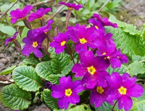 Pink flowers Foto stock