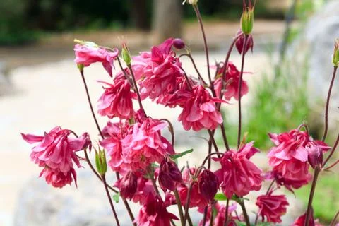 Pink flowers Stock Photos