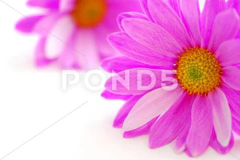 Pink flowers Stock Photos