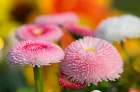 Pink flowers Stock Photos