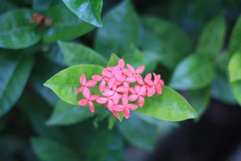 Pink flowers Foto stock