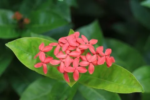 Pink flowers Stock Photos