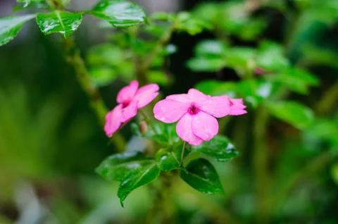 Pink flowers Stock Photos