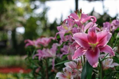 Pink flowers Stock Photos