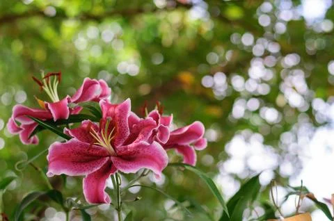Pink flowers Stock Photos