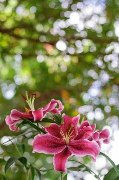 Pink flowers Stock Photos