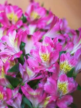 Pink flowers Stock Photos