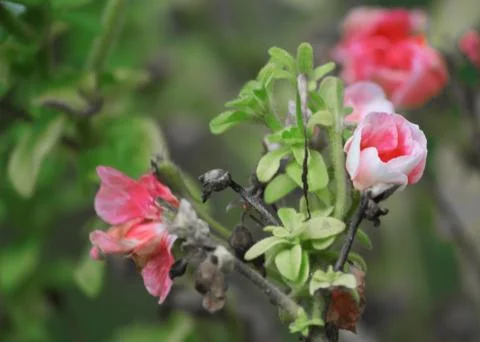 Pink flowers Stock Photos