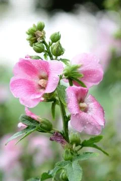 Pink flowers Stock Photos
