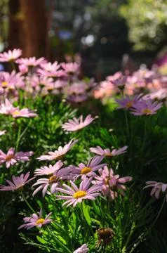 Pink flowers Stock Photos