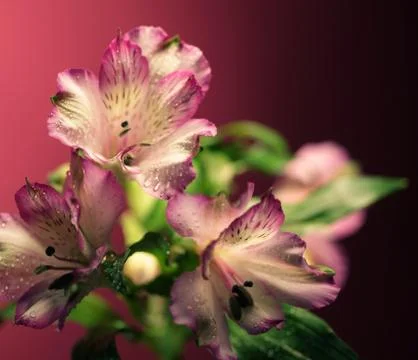 Pink flowers Stock Photos